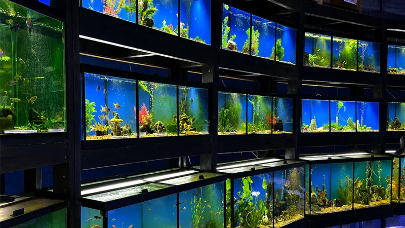 Como escolher um peixe saudável para o aquário