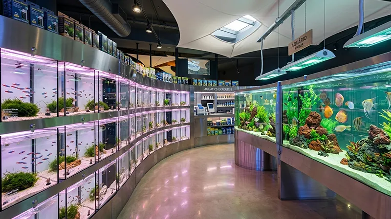 Peixe saudável com boa coloração e nadadeiras