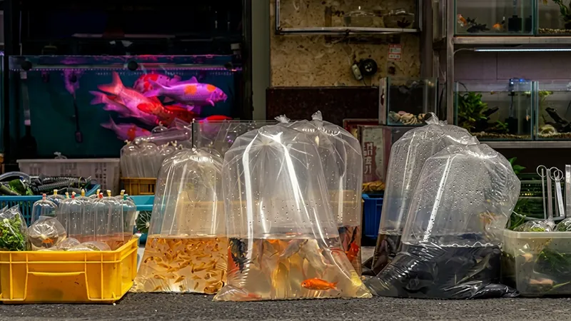 Peixe ornamental ativo e saudável no aquário
