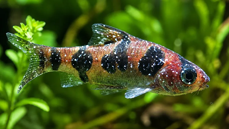 Como verificar a saúde de um peixe ornamental