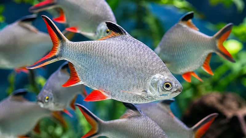 Barbus schwanenfeldi nadando em aquário de água doce.