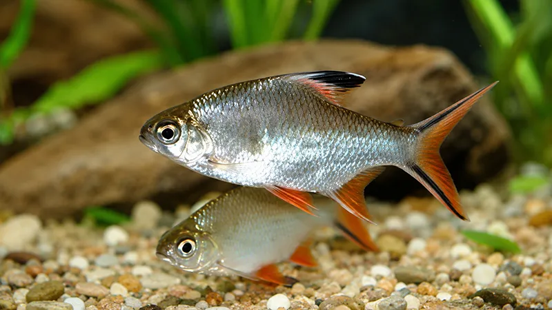 Grupo de Barbus schwanenfeldi vivendo em aquário comunitário.