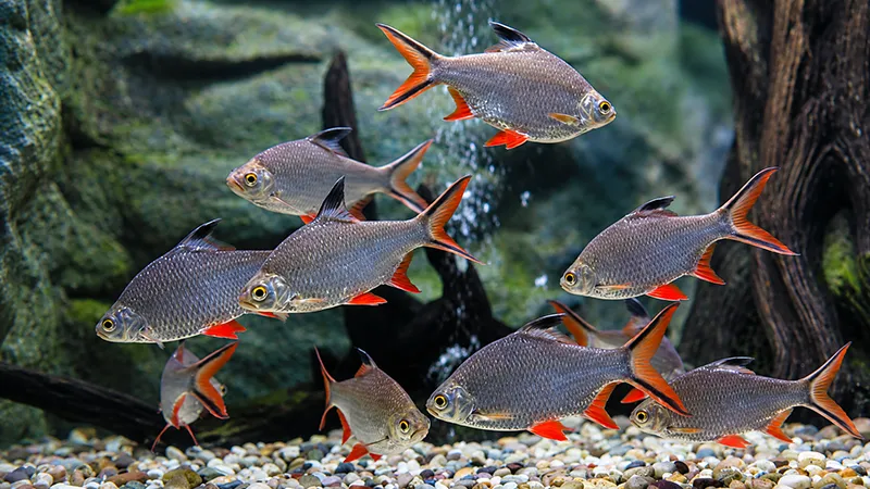 Barbus schwanenfeldi convivendo com peixes de tamanho semelhante.