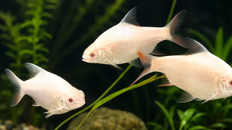 Barbus schwanenfeldi também conhecido como Tinfoil Barb.