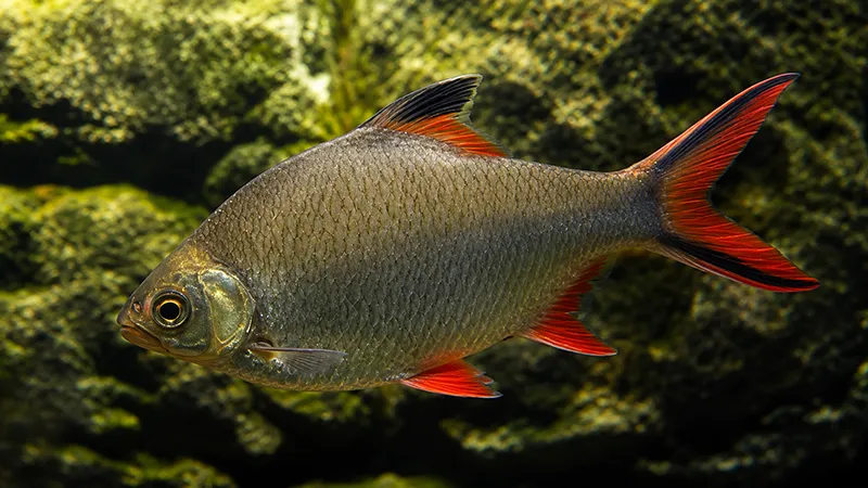 Barbus schwanenfeldi exibindo sua coloração natural.