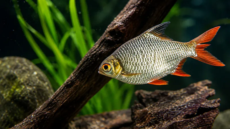 Alimentação adequada para Barbus schwanenfeldi em aquário.