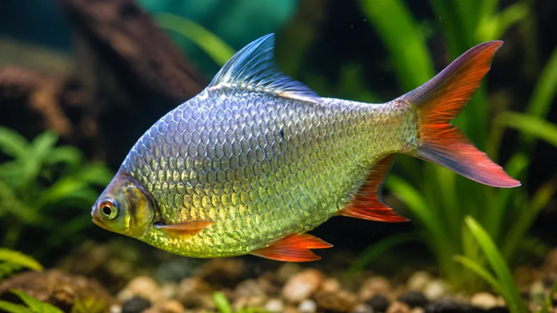 Peixe Barbus schwanenfeldi em aquário com água cristalina.