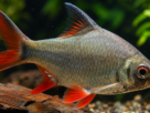 Barbus schwanenfeldi em aquário com plantas resistentes e troncos.