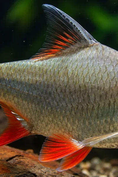 Barbus schwanenfeldi em aquário com plantas resistentes e troncos.