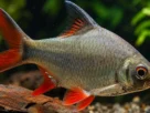 Barbus schwanenfeldi nadando em aquário de água doce com espaço amplo e boa iluminação.