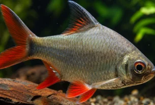 Barbus schwanenfeldi nadando em aquário de água doce com espaço amplo e boa iluminação.