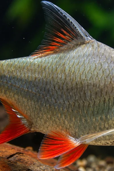 Barbus schwanenfeldi nadando em aquário de água doce com espaço amplo e boa iluminação.