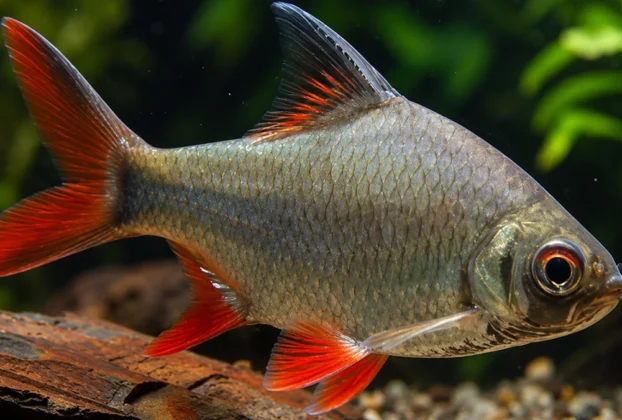 Barbus schwanenfeldi nadando em aquário de água doce com espaço amplo e boa iluminação.