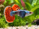 Guppy colorido nadando em aquário de água doce com plantas naturais e água cristalina.