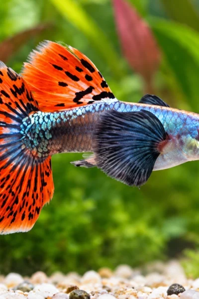 Guppy colorido nadando em aquário de água doce com plantas naturais e água cristalina.