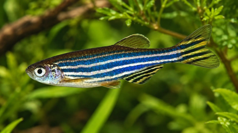 Corydoras explorando o fundo de um aquário de água doce.