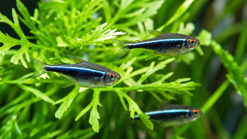 Guppy colorido nadando em aquário comunitário bem cuidado.