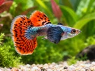 Diferentes espécies de peixes convivendo em aquário comunitário equilibrado.
