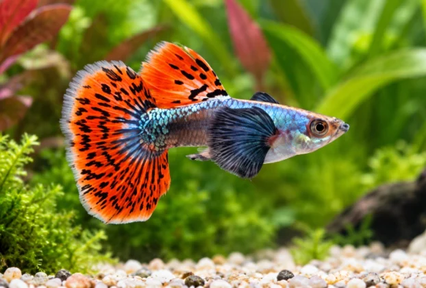 Diferentes espécies de peixes convivendo em aquário comunitário equilibrado.
