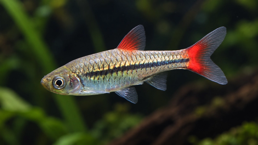 Tetra Neon em cardume entre plantas naturais de aquário.