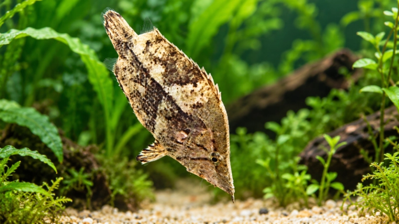 Camarão na alimentação de peixes