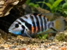Peixe carnívoro saudável no aquário