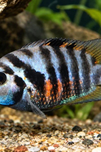 Peixe carnívoro saudável no aquário