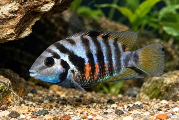 Peixe carnívoro saudável no aquário