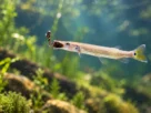 Alimentos naturais para peixes carnívoros