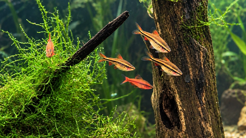 Barbus titteya explorando aquário com substrato escuro e plantas.