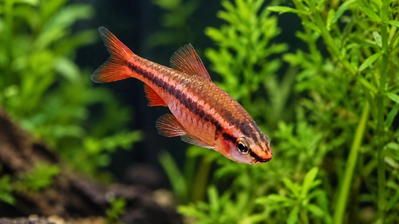 Barbo Cereja macho com coloração vermelha intensa no aquário.