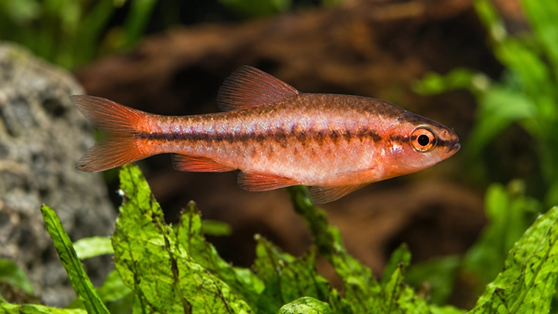 Barbo Cereja em aquário comunitário com plantas e troncos.