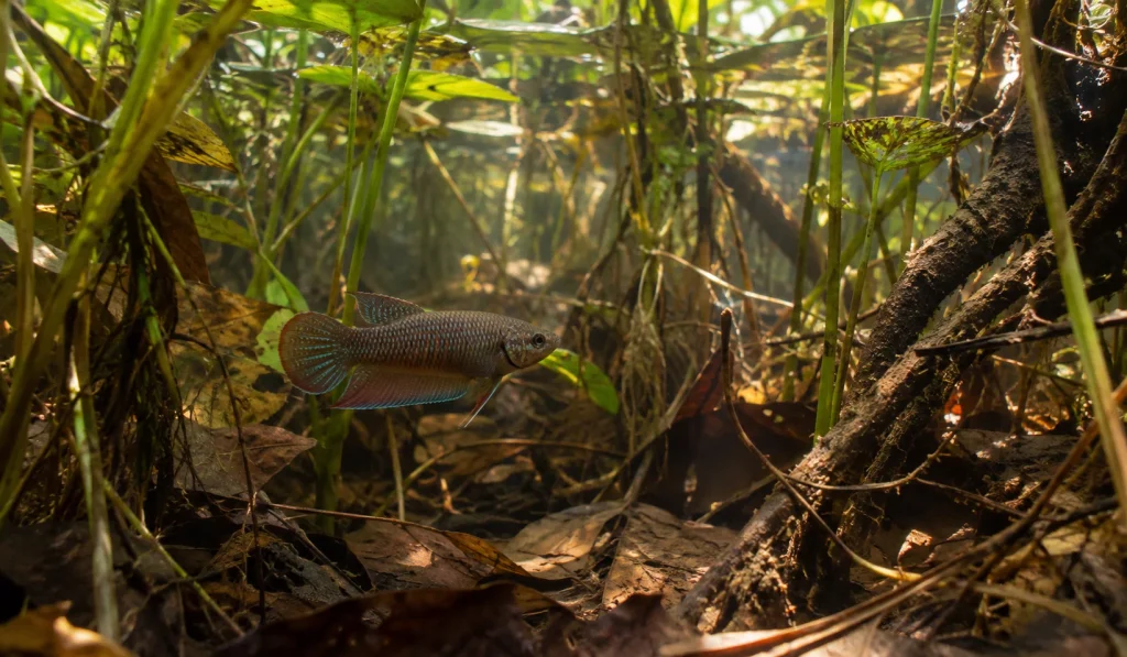 Betta splendens de aparência selvagem próximo à vegetação em águas rasas e calmas.