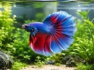 Betta splendens macho azul e vermelho nadando entre plantas naturais em um aquário de água doce